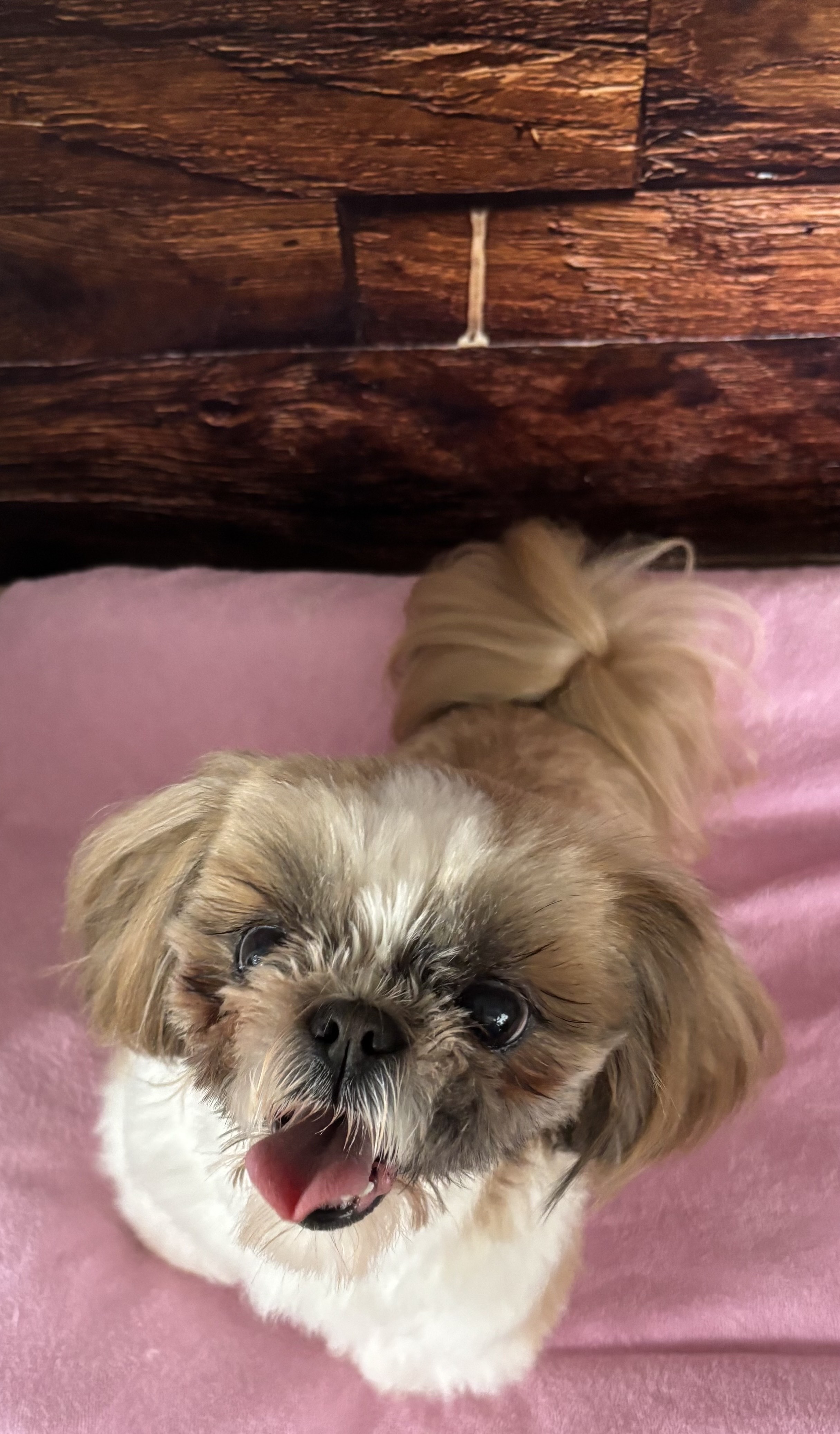 Shih Tzu